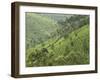 Tea Gardens in Devikulam, Kerala, India, Asia-null-Framed Photographic Print