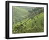 Tea Gardens in Devikulam, Kerala, India, Asia-null-Framed Photographic Print