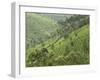 Tea Gardens in Devikulam, Kerala, India, Asia-null-Framed Photographic Print