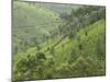 Tea Gardens in Devikulam, Kerala, India, Asia-null-Mounted Photographic Print