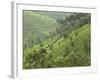 Tea Gardens in Devikulam, Kerala, India, Asia-null-Framed Photographic Print