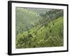 Tea Gardens in Devikulam, Kerala, India, Asia-null-Framed Photographic Print