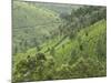 Tea Gardens in Devikulam, Kerala, India, Asia-null-Mounted Photographic Print