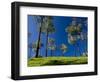 Tea Gardens in Devikulam, Munnar, Kerala, India, Asia-null-Framed Photographic Print