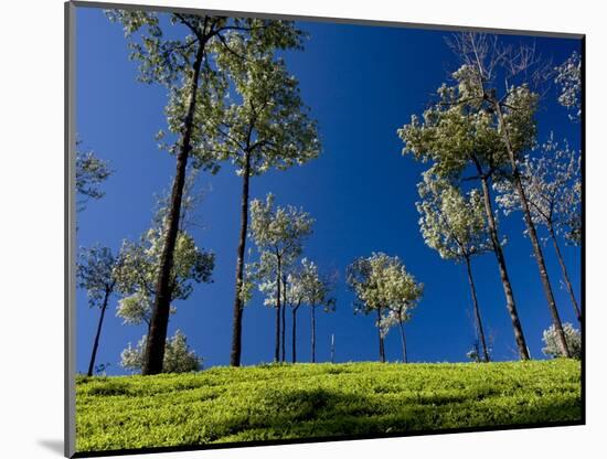 Tea Gardens in Devikulam, Munnar, Kerala, India, Asia-null-Mounted Photographic Print