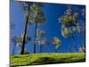 Tea Gardens in Devikulam, Munnar, Kerala, India, Asia-null-Mounted Photographic Print