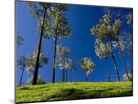 Tea Gardens in Devikulam, Munnar, Kerala, India, Asia-null-Mounted Photographic Print