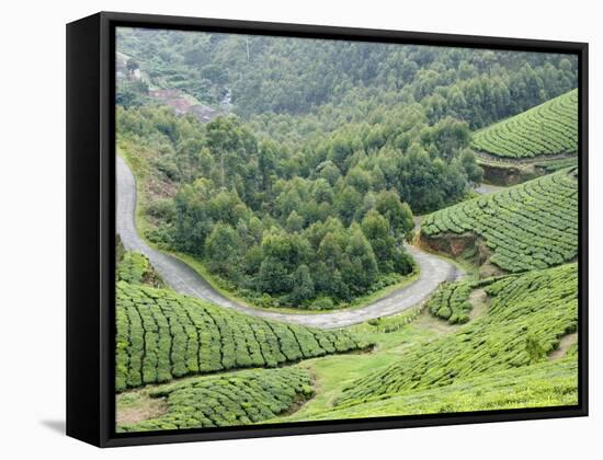 Tea Gardens, Munnar, Kerala, India, Asia-null-Framed Stretched Canvas