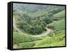 Tea Gardens, Munnar, Kerala, India, Asia-null-Framed Stretched Canvas