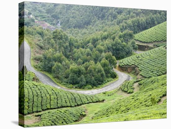 Tea Gardens, Munnar, Kerala, India, Asia-null-Stretched Canvas