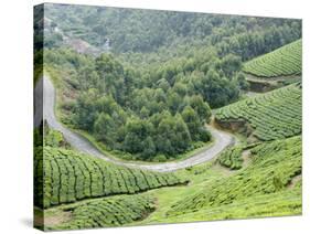 Tea Gardens, Munnar, Kerala, India, Asia-null-Stretched Canvas