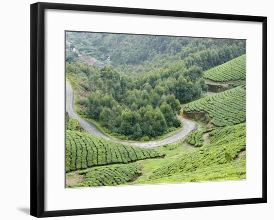 Tea Gardens, Munnar, Kerala, India, Asia-null-Framed Photographic Print