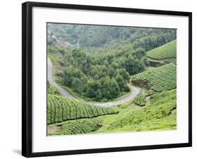 Tea Gardens, Munnar, Kerala, India, Asia-null-Framed Photographic Print