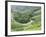 Tea Gardens, Munnar, Kerala, India, Asia-null-Framed Photographic Print