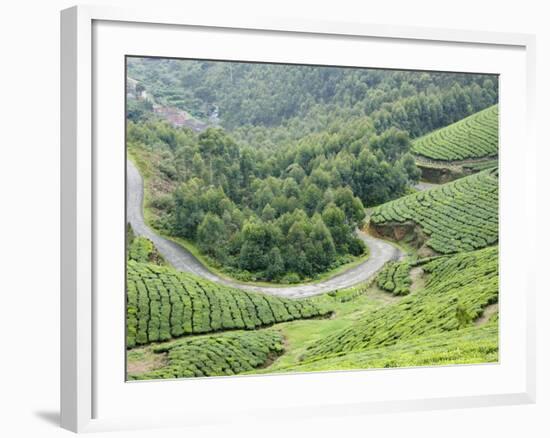 Tea Gardens, Munnar, Kerala, India, Asia-null-Framed Photographic Print