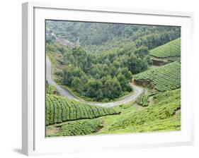 Tea Gardens, Munnar, Kerala, India, Asia-null-Framed Photographic Print