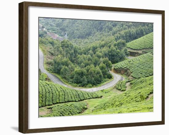 Tea Gardens, Munnar, Kerala, India, Asia-null-Framed Photographic Print