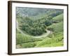 Tea Gardens, Munnar, Kerala, India, Asia-null-Framed Photographic Print