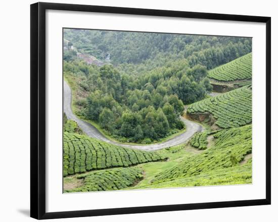 Tea Gardens, Munnar, Kerala, India, Asia-null-Framed Photographic Print