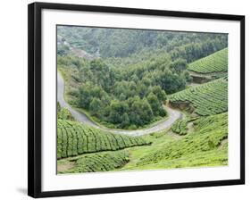 Tea Gardens, Munnar, Kerala, India, Asia-null-Framed Photographic Print