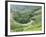 Tea Gardens, Munnar, Kerala, India, Asia-null-Framed Photographic Print