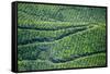 Tea Gardens, Munnar, Kerala, India, Asia-Balan Madhavan-Framed Stretched Canvas