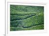 Tea Gardens, Munnar, Kerala, India, Asia-Balan Madhavan-Framed Photographic Print