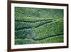 Tea Gardens, Munnar, Kerala, India, Asia-Balan Madhavan-Framed Photographic Print