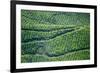 Tea Gardens, Munnar, Kerala, India, Asia-Balan Madhavan-Framed Photographic Print