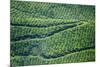 Tea Gardens, Munnar, Kerala, India, Asia-Balan Madhavan-Mounted Photographic Print