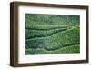 Tea Gardens, Munnar, Kerala, India, Asia-Balan Madhavan-Framed Photographic Print