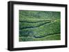 Tea Gardens, Munnar, Kerala, India, Asia-Balan Madhavan-Framed Photographic Print