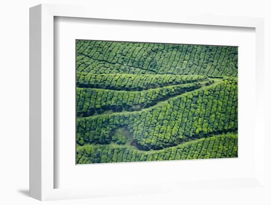 Tea Gardens, Munnar, Kerala, India, Asia-Balan Madhavan-Framed Photographic Print