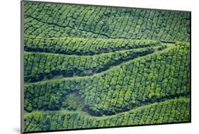 Tea Gardens, Munnar, Kerala, India, Asia-Balan Madhavan-Mounted Photographic Print