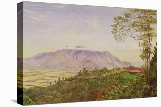 Tea Gathering in Mr. Hoelle's Plantation at Garoet, Java, circa 1875 (Board)-Marianne North-Stretched Canvas