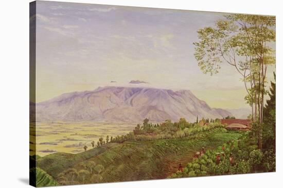 Tea Gathering in Mr. Hoelle's Plantation at Garoet, Java, circa 1875 (Board)-Marianne North-Stretched Canvas