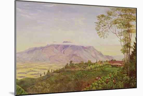 Tea Gathering in Mr. Hoelle's Plantation at Garoet, Java, circa 1875 (Board)-Marianne North-Mounted Giclee Print