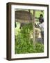 Tea Leaves Being Added to Pile for Stuffing in Bag, Nuwara Eliya, Central Province, Sri Lanka-null-Framed Photographic Print