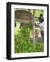 Tea Leaves Being Added to Pile for Stuffing in Bag, Nuwara Eliya, Central Province, Sri Lanka-null-Framed Photographic Print