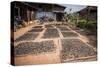 Tea Leaves Drying, Hsipaw, Shan State, Myanmar (Burma), Asia-Matthew Williams-Ellis-Stretched Canvas