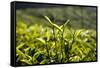 Tea Leaves, Munnar, Kerala, India, Asia-Balan Madhavan-Framed Stretched Canvas