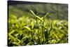 Tea Leaves, Munnar, Kerala, India, Asia-Balan Madhavan-Stretched Canvas