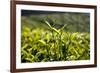 Tea Leaves, Munnar, Kerala, India, Asia-Balan Madhavan-Framed Photographic Print