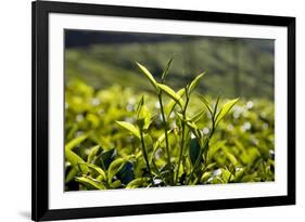 Tea Leaves, Munnar, Kerala, India, Asia-Balan Madhavan-Framed Photographic Print