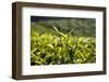 Tea Leaves, Munnar, Kerala, India, Asia-Balan Madhavan-Framed Photographic Print