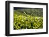 Tea Leaves, Munnar, Kerala, India, Asia-Balan Madhavan-Framed Photographic Print