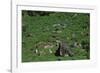 Tea-Pickers in Sri Lanka-CM Dixon-Framed Photographic Print