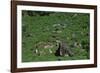 Tea-Pickers in Sri Lanka-CM Dixon-Framed Photographic Print