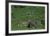 Tea-Pickers in Sri Lanka-CM Dixon-Framed Photographic Print