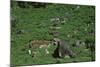 Tea-Pickers in Sri Lanka-CM Dixon-Mounted Photographic Print